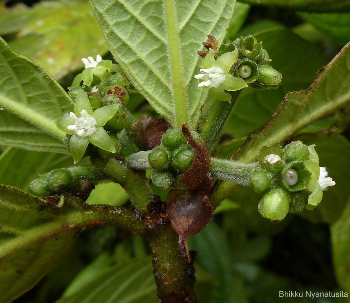 Psychotria dubia var. dubia (Wight) Alston